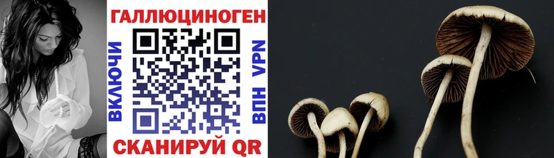 Псилоцибиновые грибы GOLDEN TEACHER  Шуя 